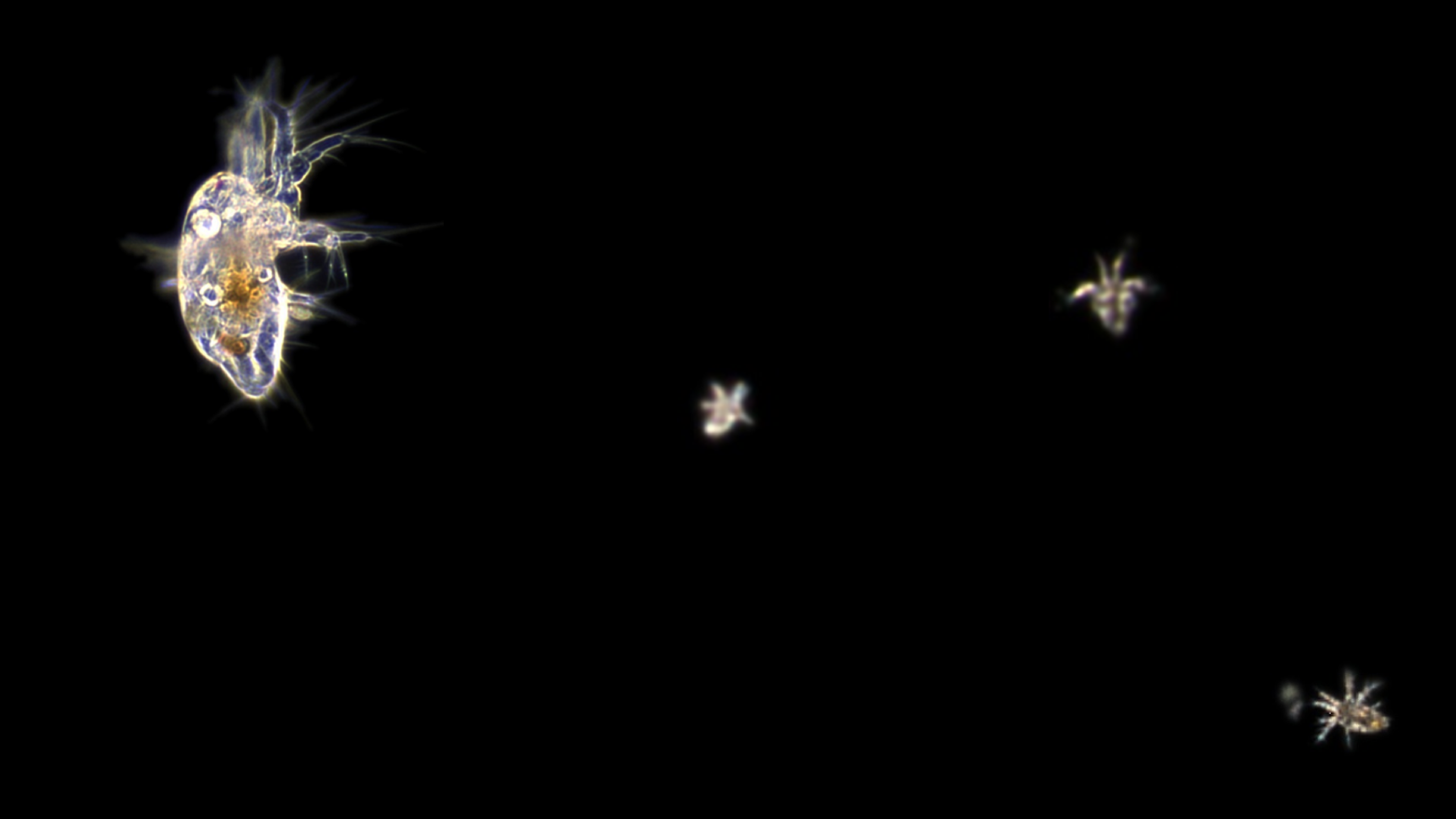 A collage of plankton images from our underwater camera